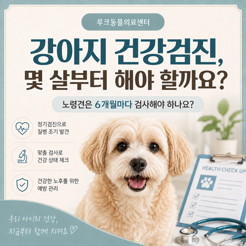 강아지 건강검진, 몇 살부터 해야 할까요?｜노령견은 얼마나 자주 검사해야 하나요? | 루크동....