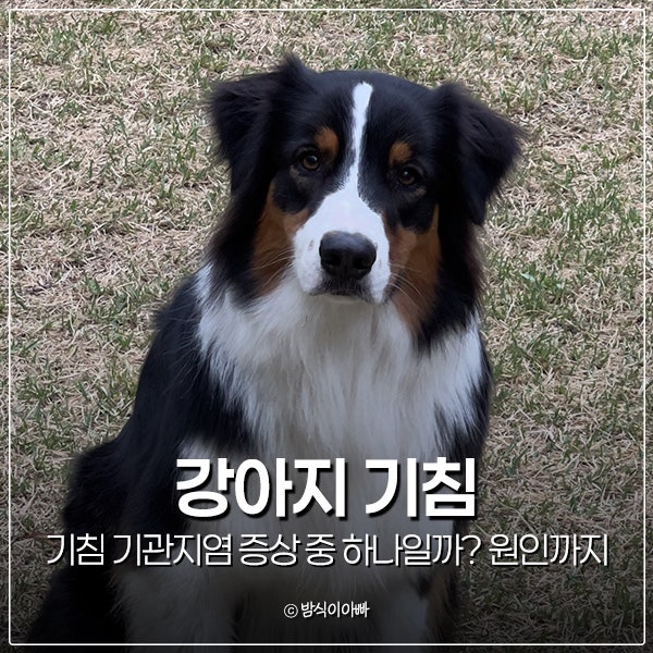강아지 기침 기관지염 증상 중 하나일까? 원인까지