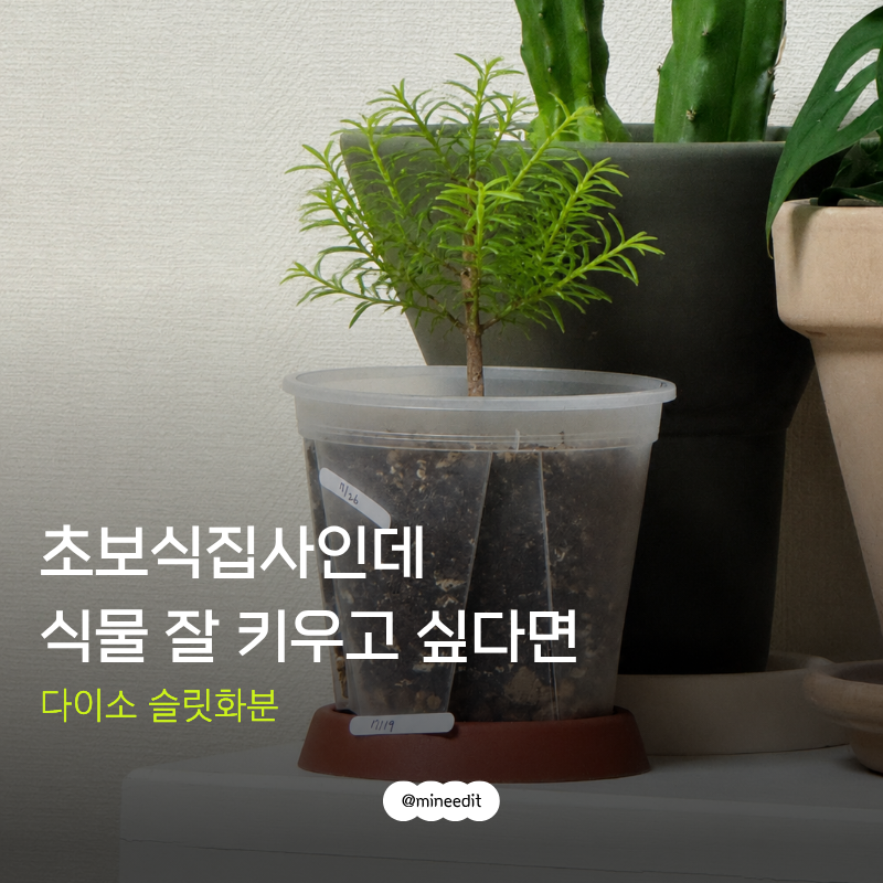 다이소 슬릿화분, 초보식집사 화분으로 추천, 비싼화분 필요없어요.