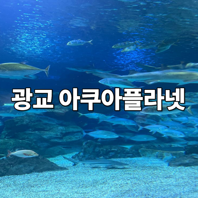 광교아쿠아플라넷 5개월 아기랑 다녀온 실내 나들이 후기