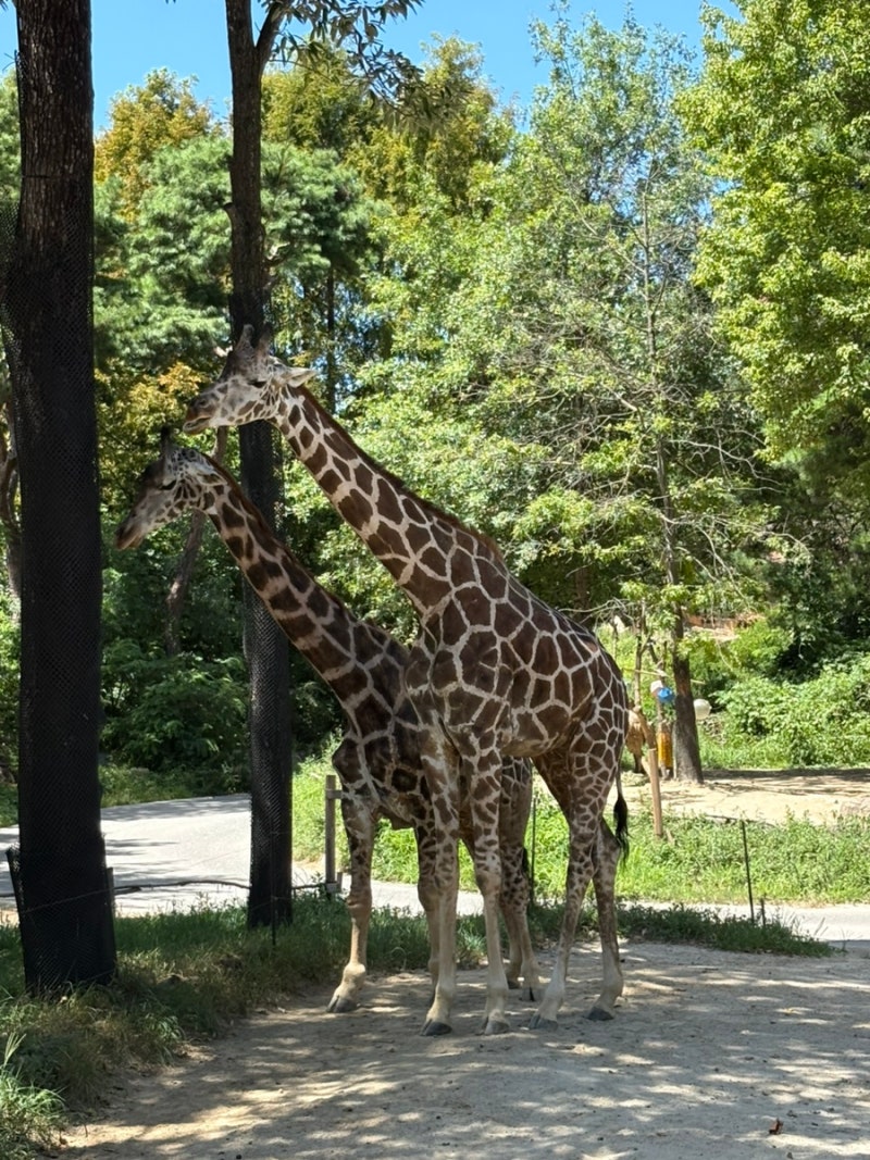 아기랑 에버랜드 주차 꿀팁 발렛 추천, 발렛 방법