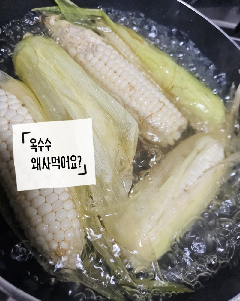 찰옥수수 맛있게 삶는법 냉동 옥수수 찌는법 꿀팁