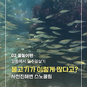 강릉 일주일살기 ② 사천진해변 물놀이｜물고기가 이렇게 많다고? 아이와 스노클링부터 파....