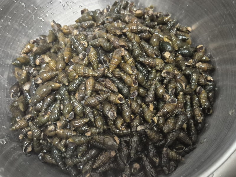 다슬기 해감 및 삶는 법 알맹이 쉽게 까는 바늘 노하우와 보관법