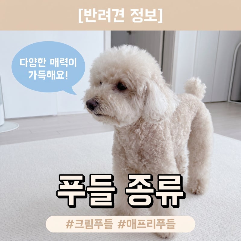 푸들 종류 크림푸들 애프리 푸들 털빠짐 성격