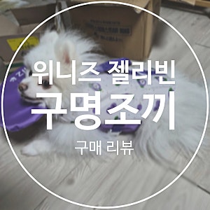 위니즈 | 젤리빈 강아지 구명조끼 내돈내산