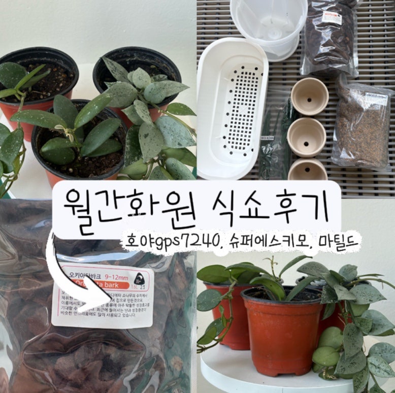 월간 화원 식쇼 후기(호야gps7240, 슈퍼에스키모, 마틸드)
