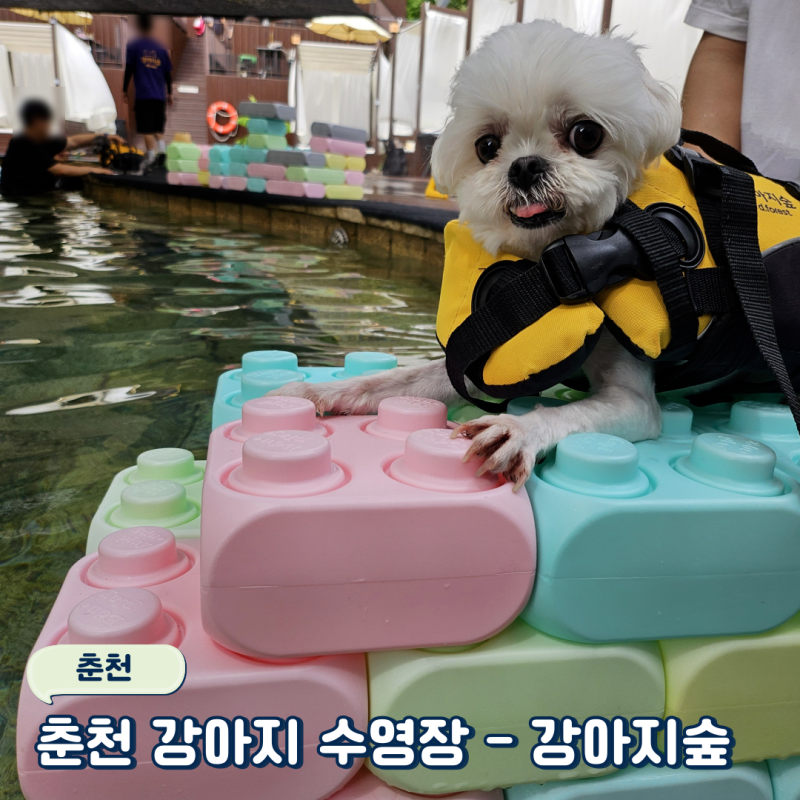 춘천가볼만한곳 반려견수영장 '강아지숲' 네이처풀 후기!