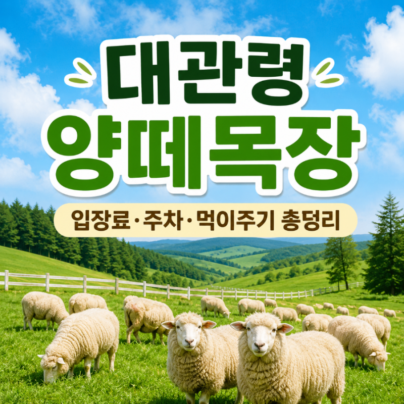 대관령 양떼목장 입장료 주차 시간 총정리｜평창 가볼만한곳 먹이주기 체험