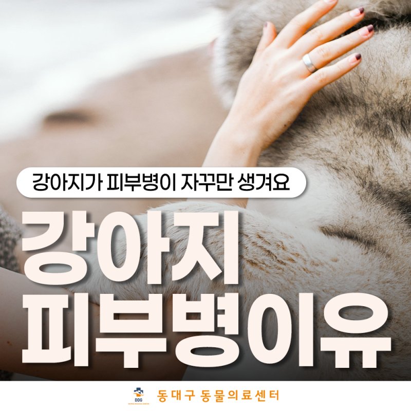강아지 피부병 원인, 자꾸 긁고 털까지 빠진다면 무엇을 확인해야 할까요?