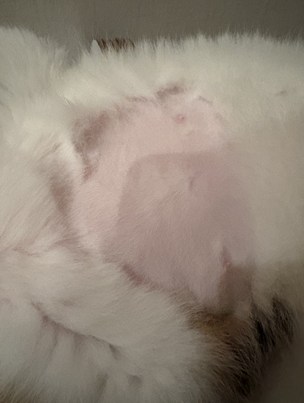 생각보다 빨리 끝났던 고양이 방광염 치료 후기