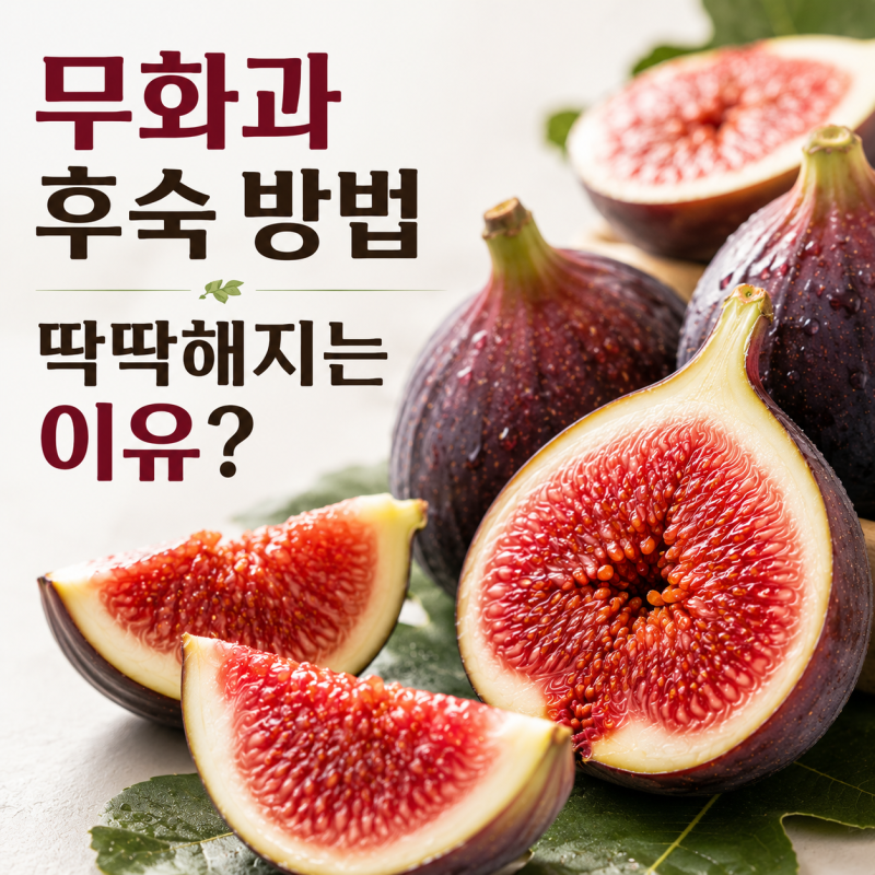 무화과 후숙 방법 완벽정리! 한 박스 사면 꼭 몇 개 버렸던 이유, 알고 보니 이것 때문이었어....