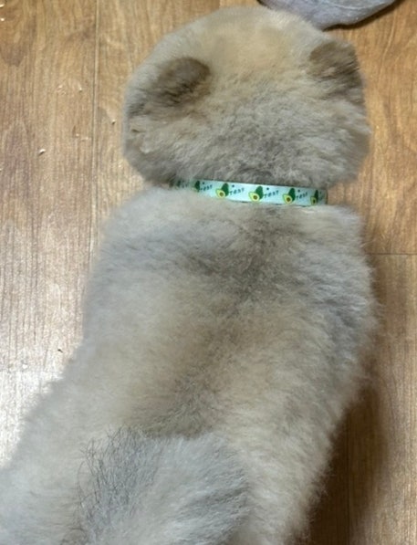 강아지 산책 필수템, 페이스플러스 진드기방지목걸이 솔직 사용 후기!