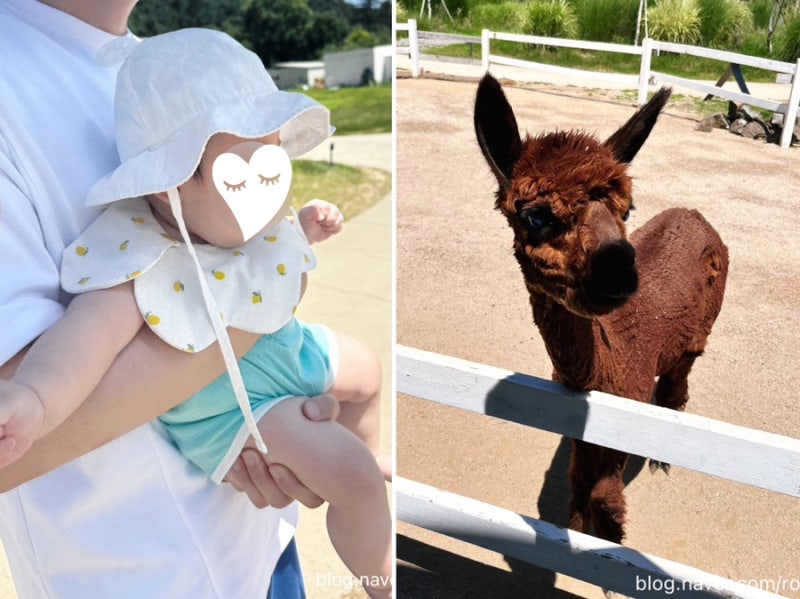 My Review of Visiting Gapyeong Sheep Farm with a 7-Month-Old Baby in Midsummer