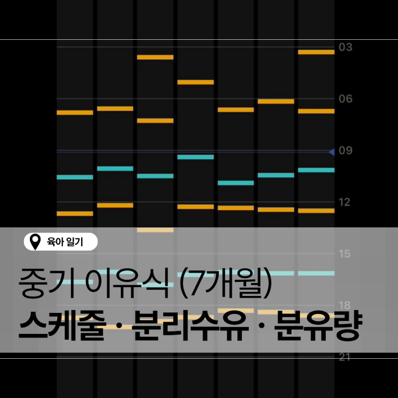 [중기이유식] 7~8개월 아기 이유식 스케줄 분리수유 분유&이유식양