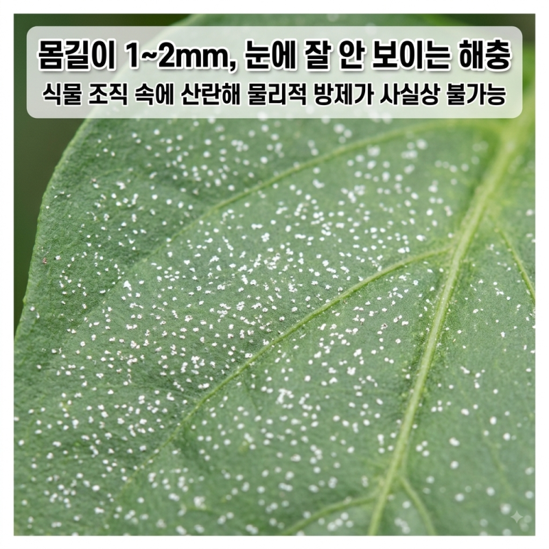 눈에 안 보이는데 왜 고추가 망가질까? 총채벌레의 정체