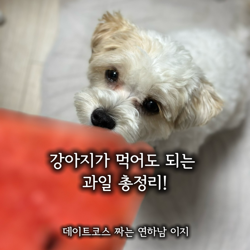 강아지가 먹어도 되는 과일 총정리! 사과 바나나 딸기 효능과 급여량 동결건조 주의점
