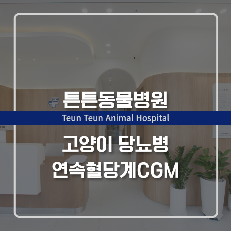 고양이 당뇨병과 CGM혈당, 숫자만 보면 안 되는 이유