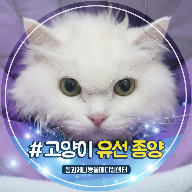 고양이 유선종양 증상과 전이, 수술 후 조직검사 결과까지 안산 동물병원 톰과제니