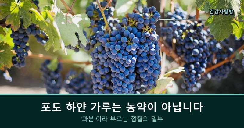 포도 하얀 가루, 농약인 줄 알고 벗겨내셨나요? 씻는 법은 1분이면 됩니다