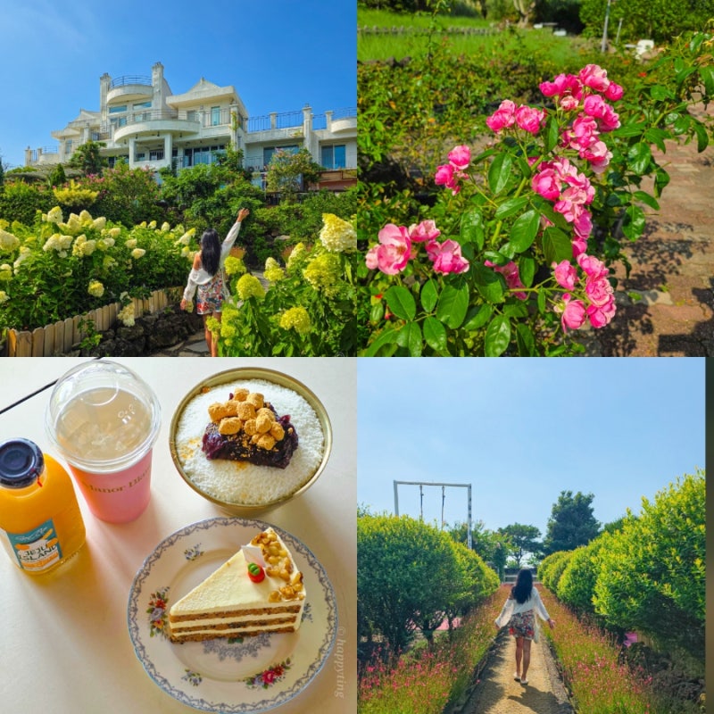 제주도 수국 명소 유럽수국축제 만끽하고 제주 빙수