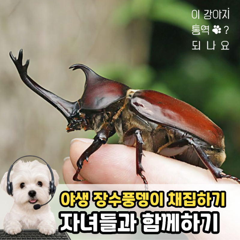 야생 장수풍뎅이 직접 잡아 키우기, 채집 장소 및 주의할 점
