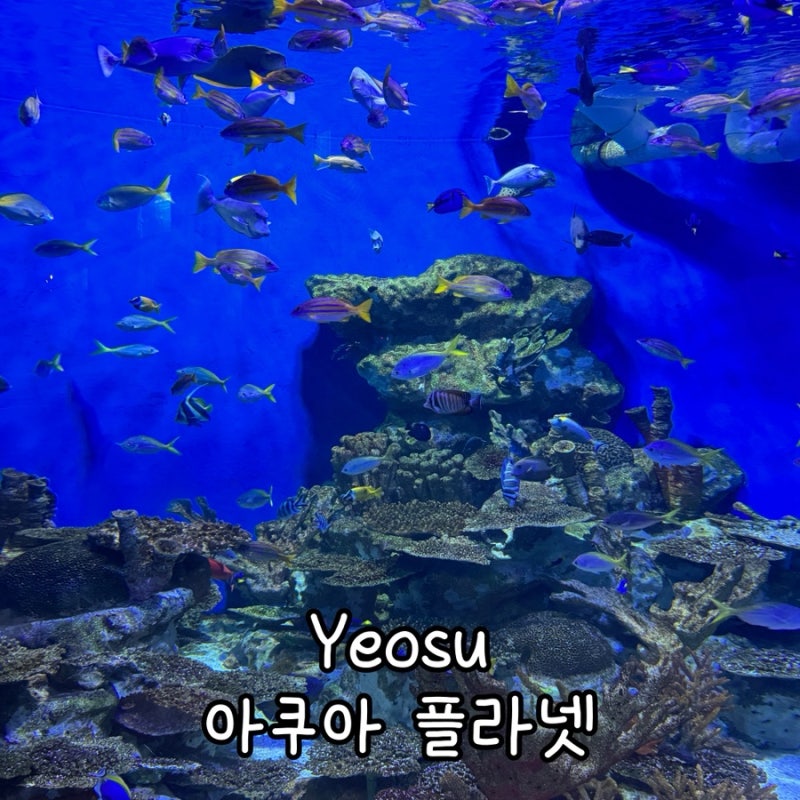 8개월 아기와 여수 아쿠아 플라넷ㅣ수유실부터 공연 프로그램,푸드코트 메뉴