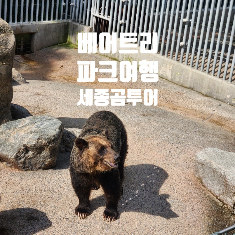 세종 여행 베어트리파크 가볼만한곳