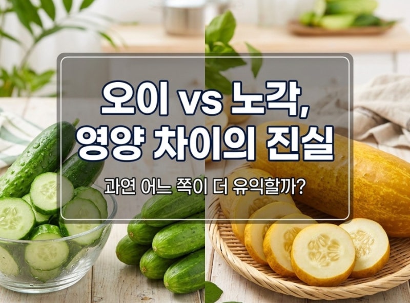 오이 효능과 늙은 오이 노각 효능 , 차이점과 영양 성분 총정리
