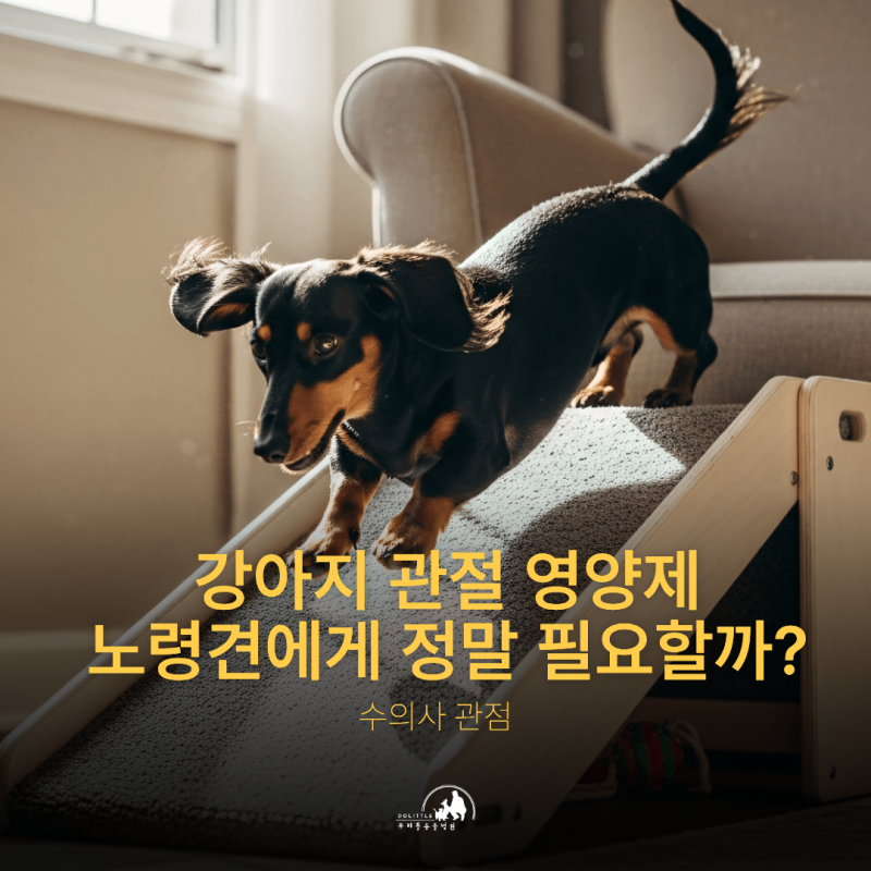 강아지 관절 영양제, 노령견에게 정말 필요할까 — 수의사 관점