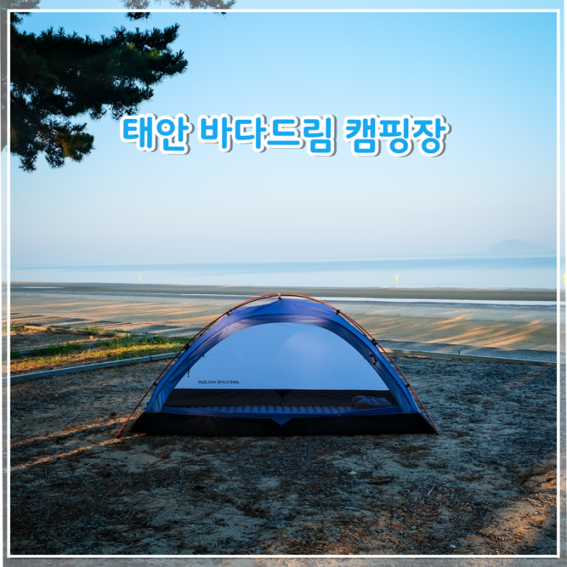 태안 바다드림 오토캠핑장 후기｜마검포해수욕장 솔밭 38번 사이트 캠핑