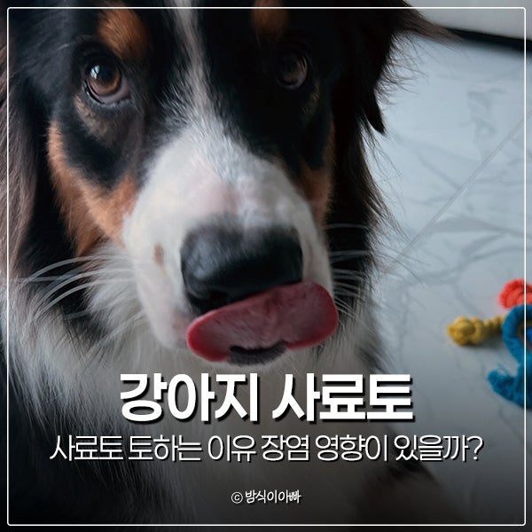 강아지 사료토 토하는 이유 장염 영향이 있을까?