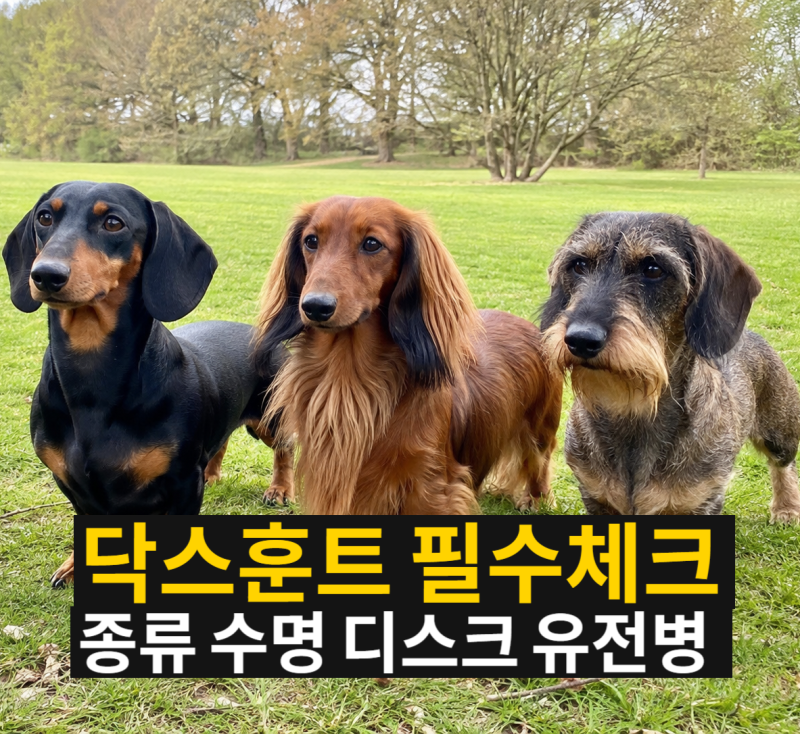 닥스훈트 분양 전 필수 체크! 장모·단모 종류와 수명, 유전병(디스크·외이도염) 완벽 정리