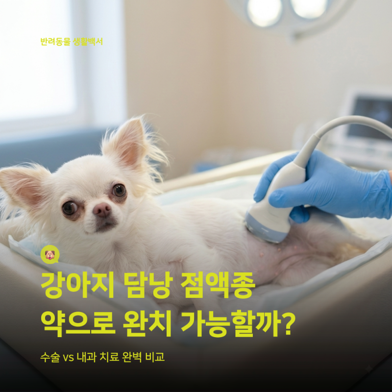 강아지 담낭 점액종 초음파 소견과 수술 기준: 약물 치료 vs 수술 선택법