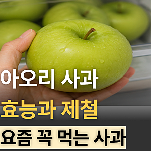 아오리사과 효능과 제철, 초록사과 좋아해서 자주 먹어본 후기