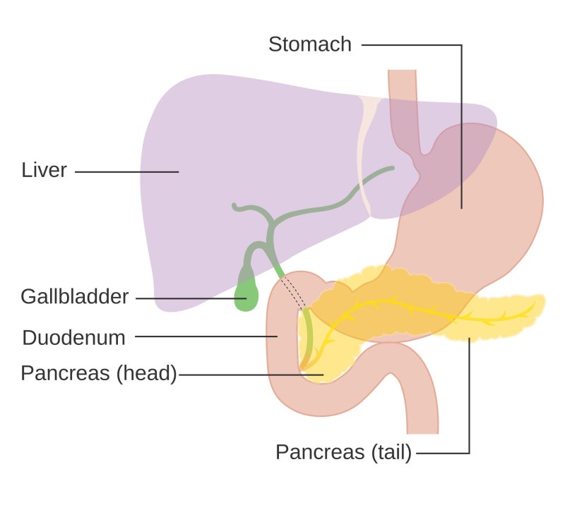 소화효소부터 혈당 조절까지, 우리가 몰랐던 췌장의 역할
