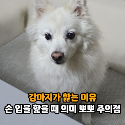 강아지가 핥는 이유 손 입을 핥을 때 의미는? 강아지 뽀뽀 주의점