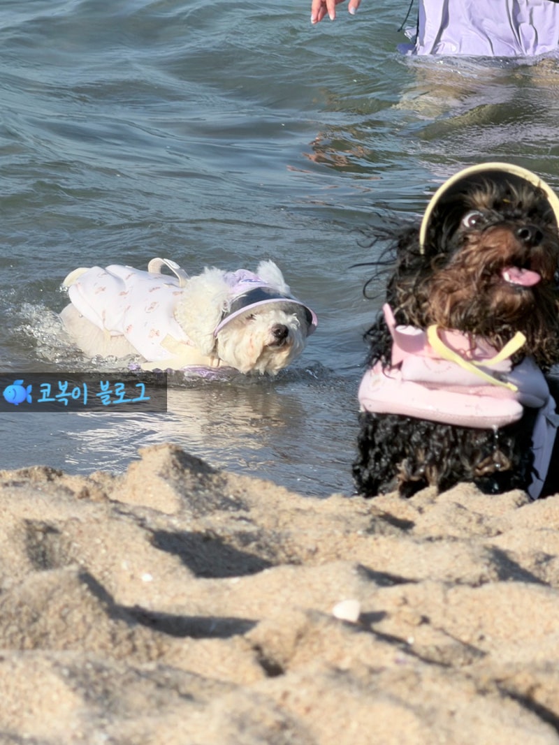 [양양 1박 2일 with 반려견] 애견동반숙소부터 맛집까지 완벽한 코스였던 솔직한 휴가일기