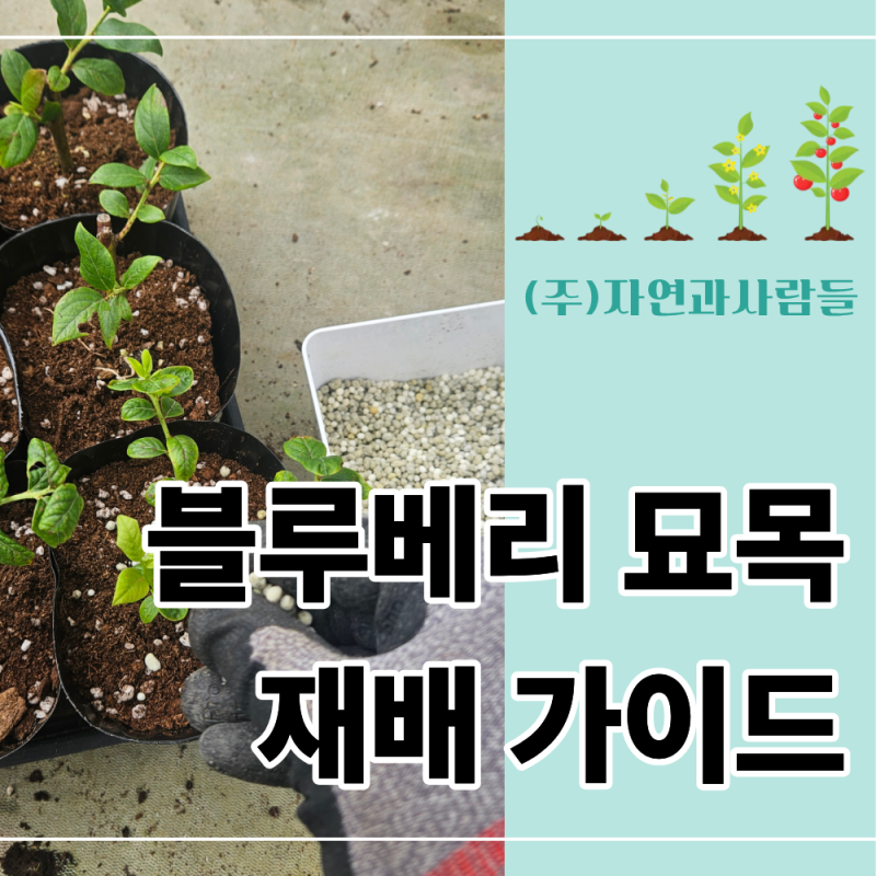 블루베리 묘목재배, 산성 흙만 맞추면 정말 쉬울까? 초보자를 위한 완벽 가이드