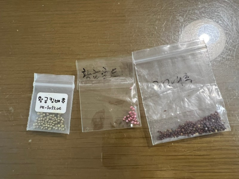 집에서 배추모종 키우기 씨앗부터 모종까지 시작시기 총정리