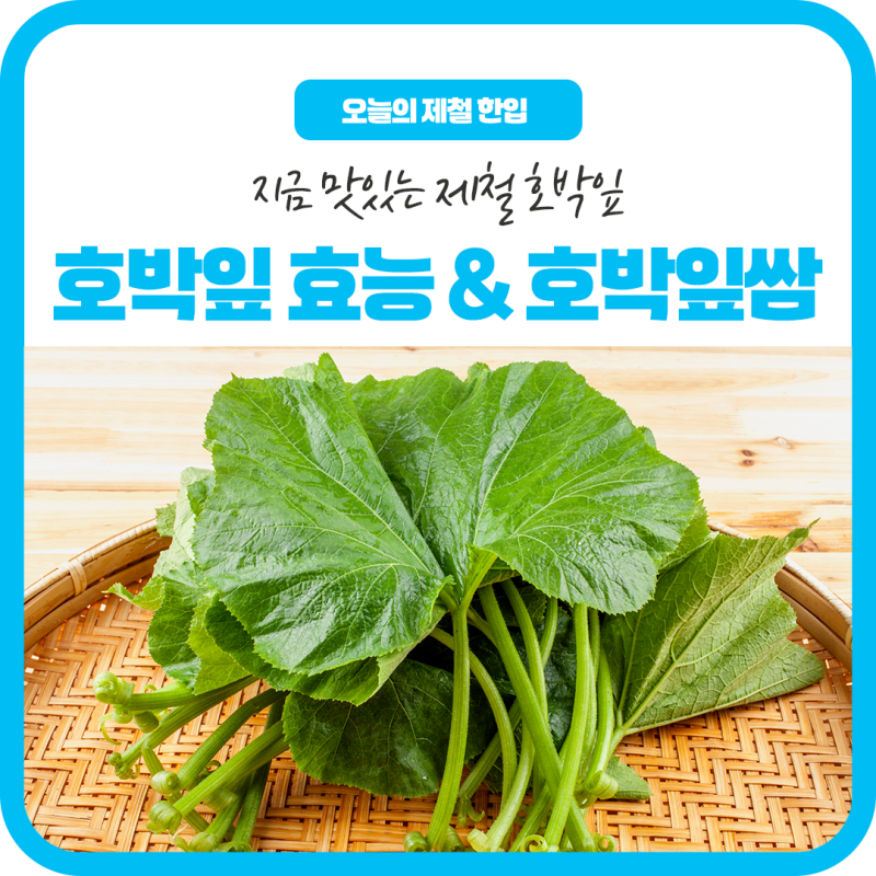 밥상 위 건강 쌈 채소, 제철 호박잎 효능과 호박잎쌈 레시피