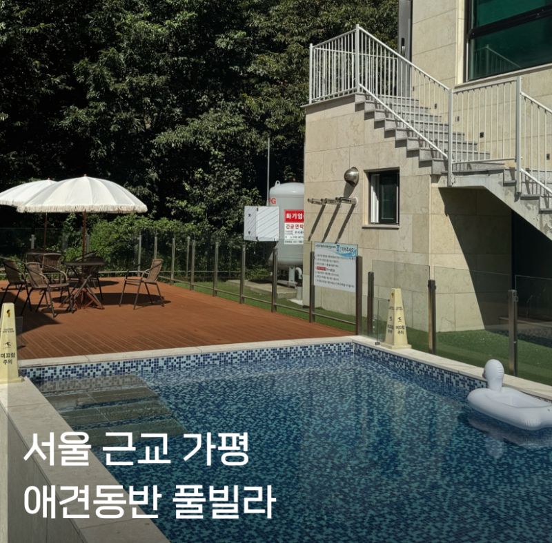 가평 모모애견풀빌라 A-203 후기, 비숑과 함께한 여름 가족여행
