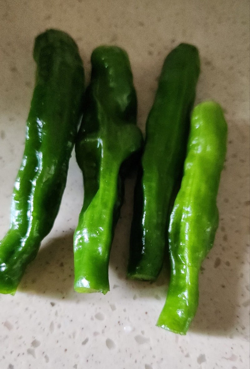 입맛 다 잃었을 때 특효약? 밥도둑 '꽈리고추 장아찌' 실패 없는 황금 레시피