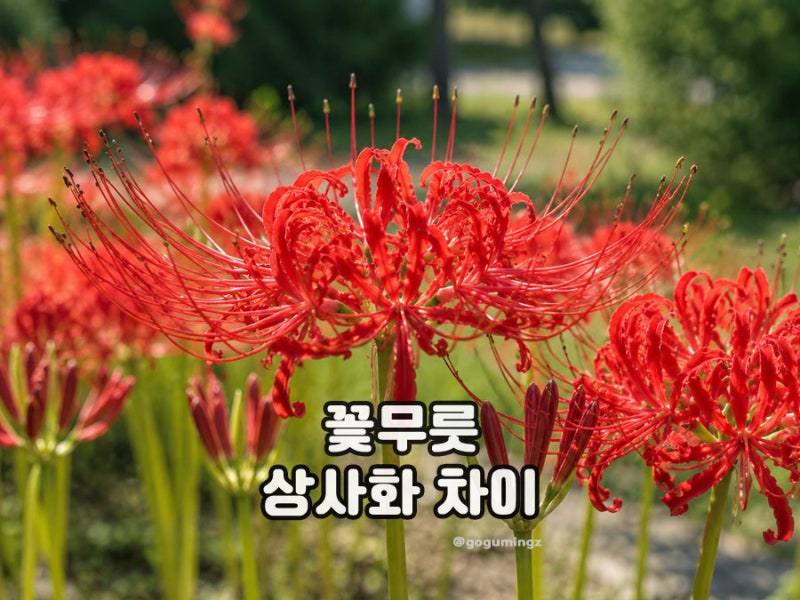 꽃무릇 개화시기 꽃말, 상사화 차이와 구근 심는 시기는?