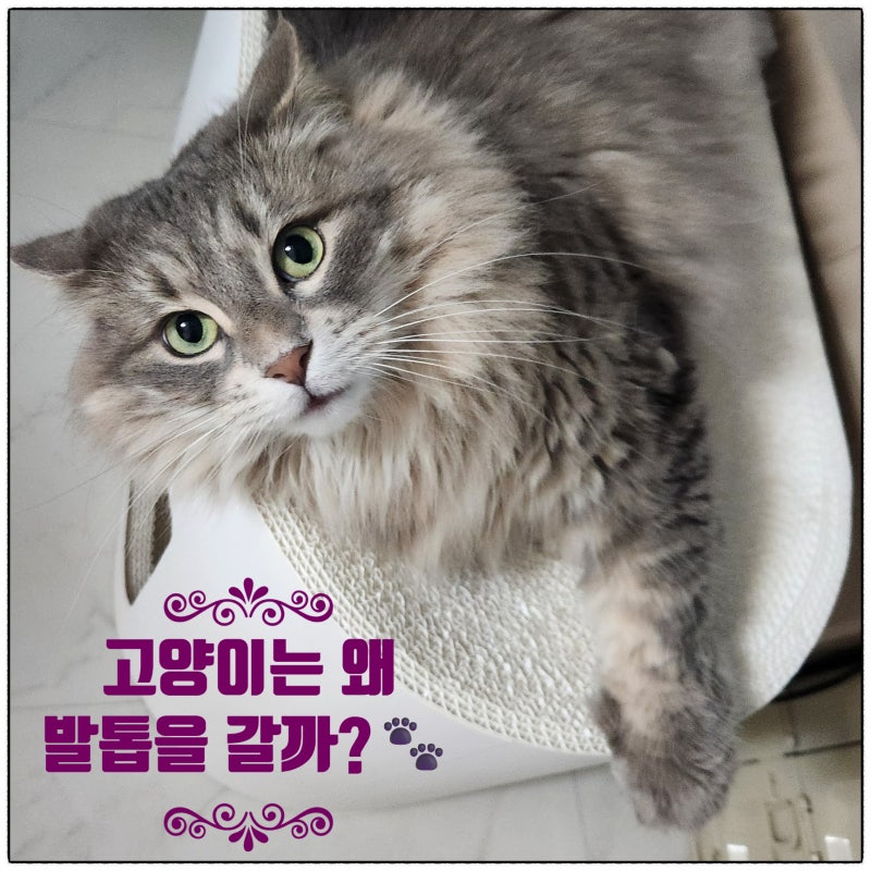고양이가 발톱을 가는 이유 3가지! 스크래처 훈련부터 노묘 관절 건강까지