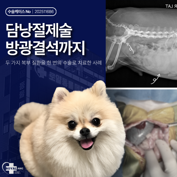 강아지 담낭절제술이 필요한 경우는? 방광결석 동반 수술 사례