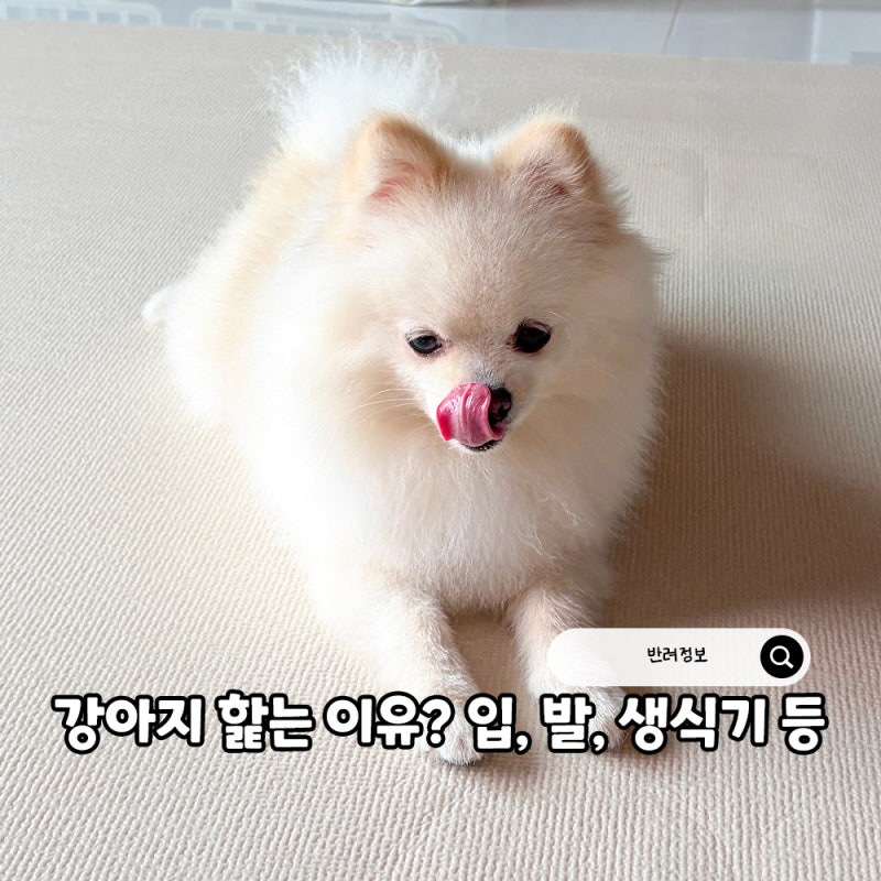 강아지 핥는 이유! 강아지가 발, 입을 또는 생식기 핥기 왜 그럴까?