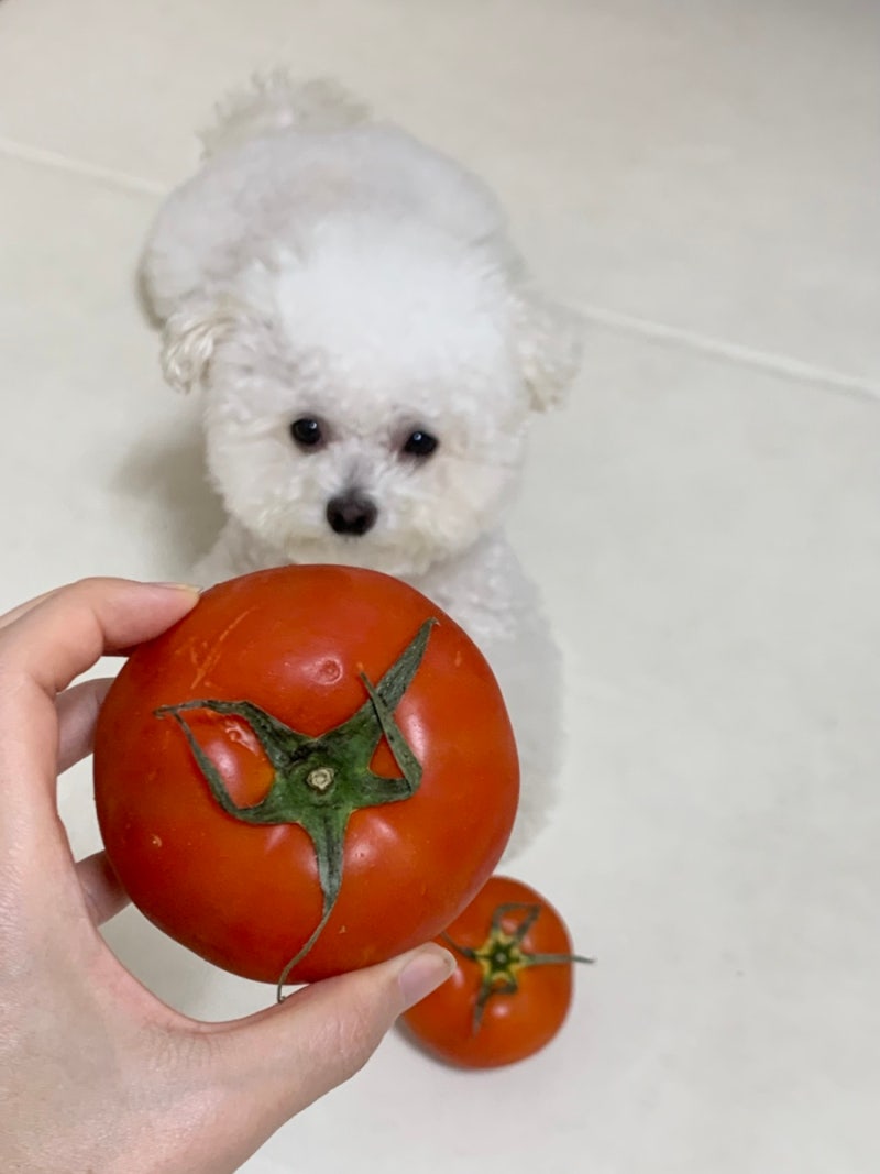 강아지 토마토 항산화 영양제 대신 줘도 될까 ?