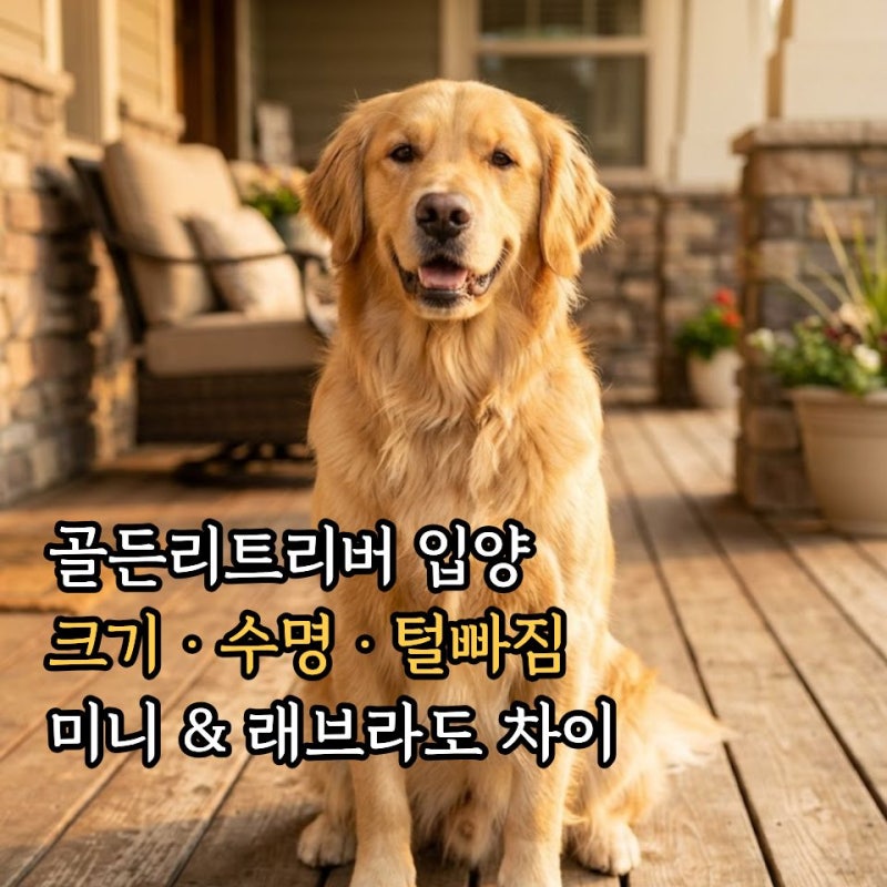 골든 리트리버 분양 전 필수 체크! 크기·수명·미니 리트리버 및 래브라도 차이점