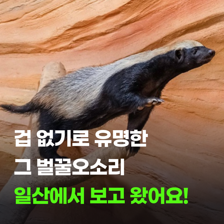 일산 아쿠아플라넷 국내 최초 벌꿀오소리 보고 온 후기